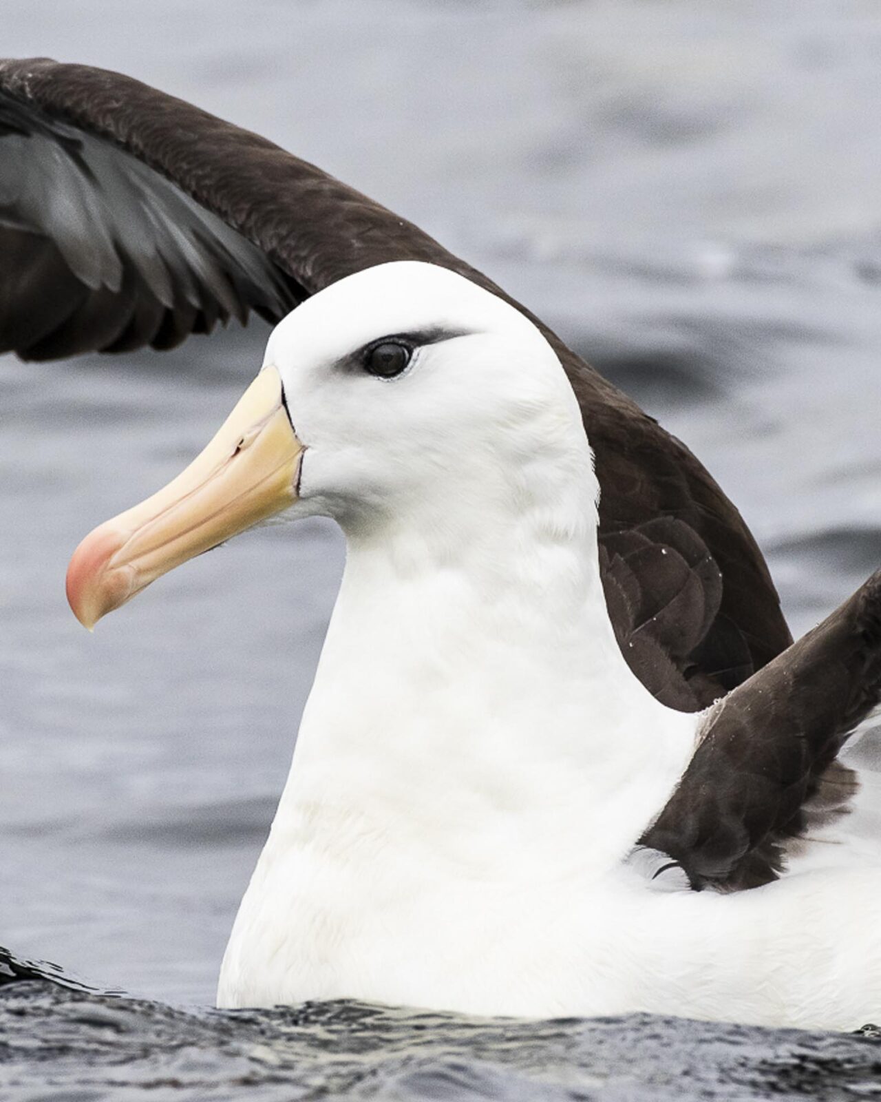 seabirds and marine mammals of Chiloe island © Claudio F. Vidal, Far South Expeditions