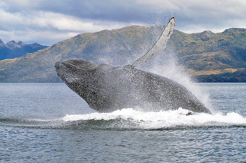 Breaching Humpback Whales (Megaptera novaengliae), Carlos III Island, Chile © Whale Sound