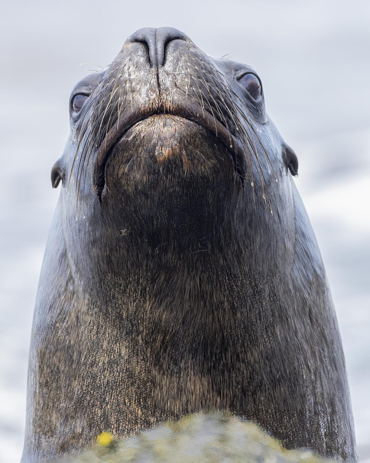 journey to the patagonian fjords