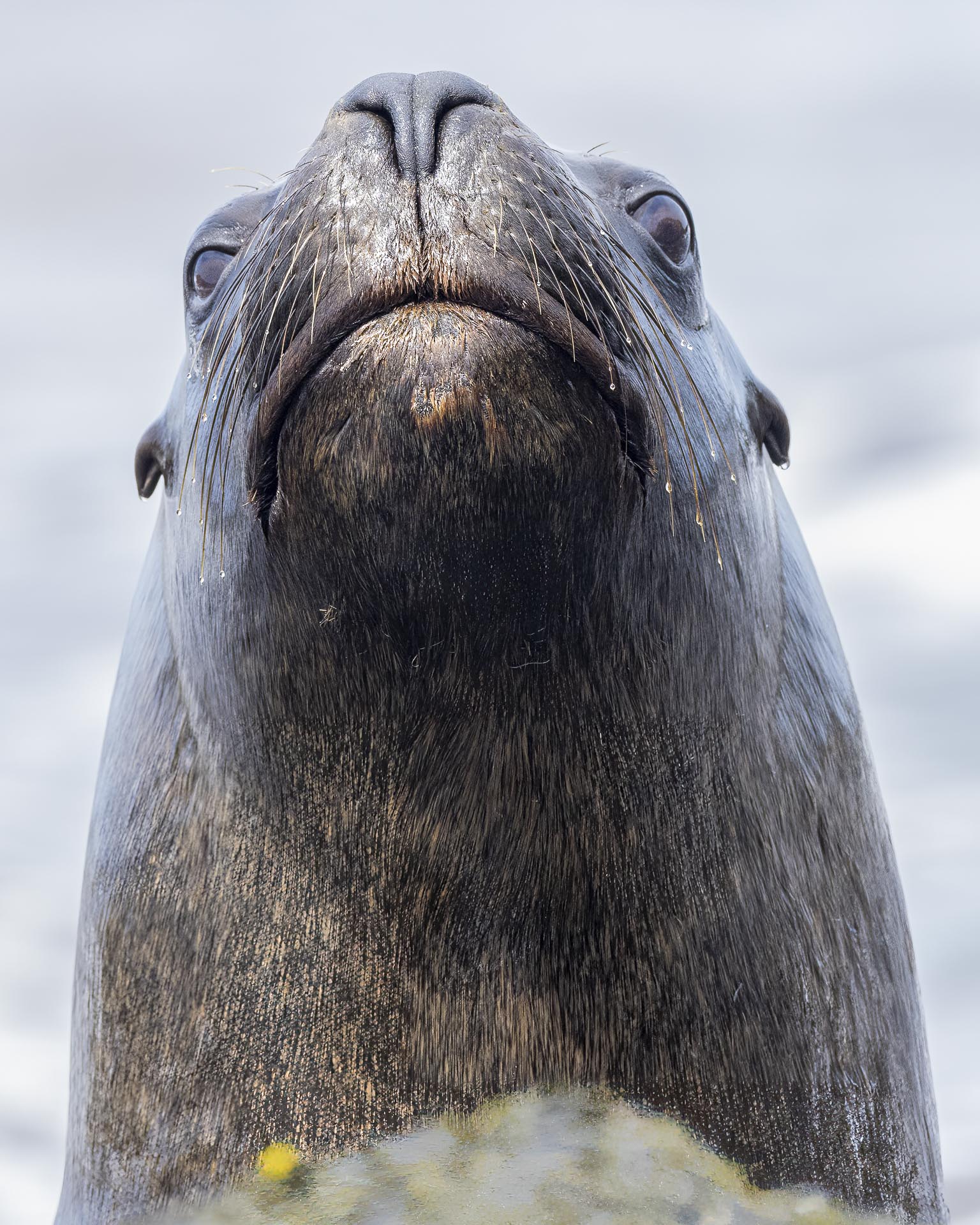 journey to the patagonian fjords