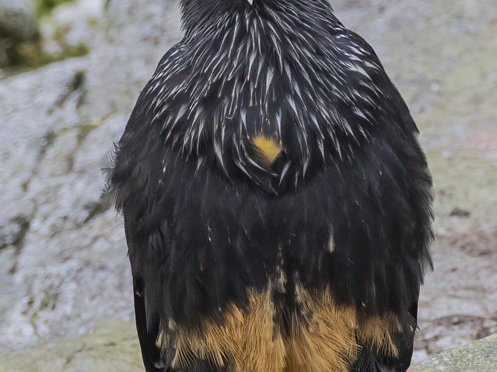 striated-caracara-far-south-expeditions