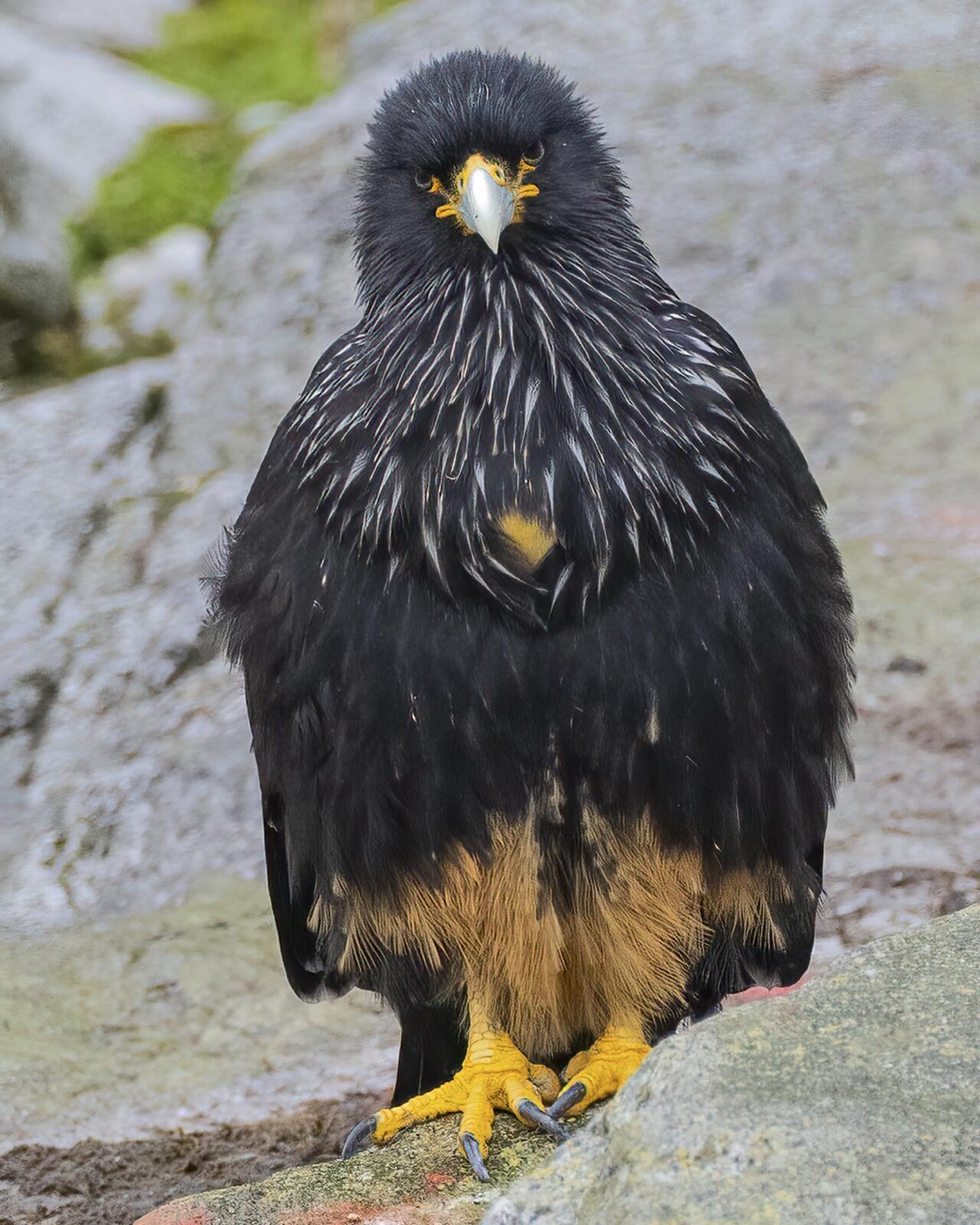 patagonia nature cruises far south expeditions