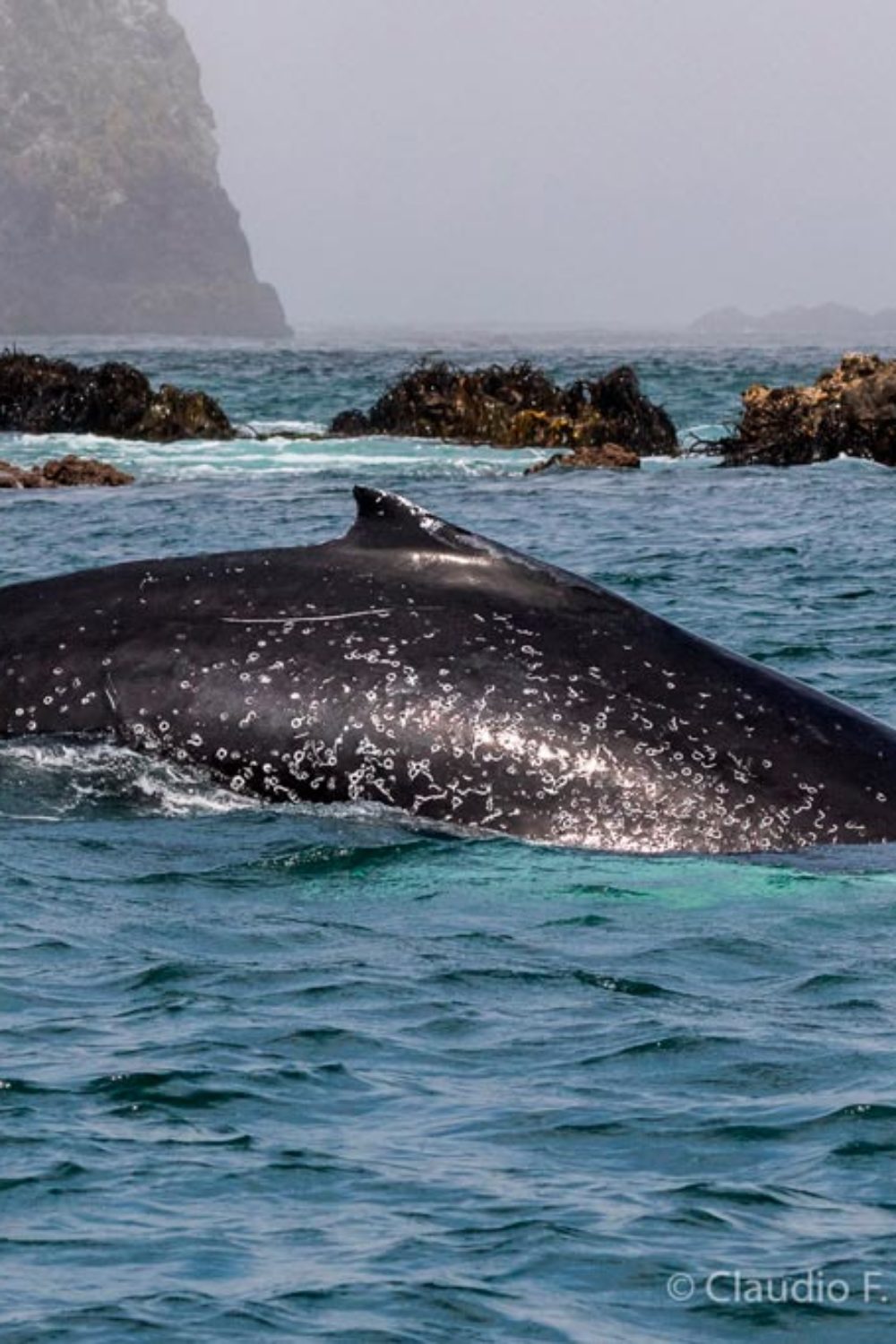 whale-watching-trips-presentation