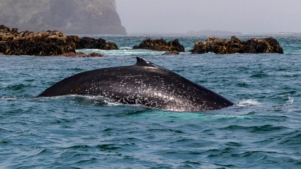 whale-watching-trips-presentation