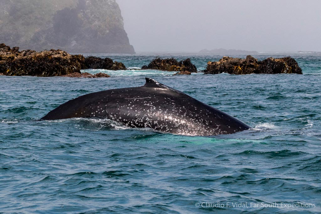 Humpback Whale (Megaptera novaegliae), off Chiloé Island © Claudio F. Vidal, Far South Exp