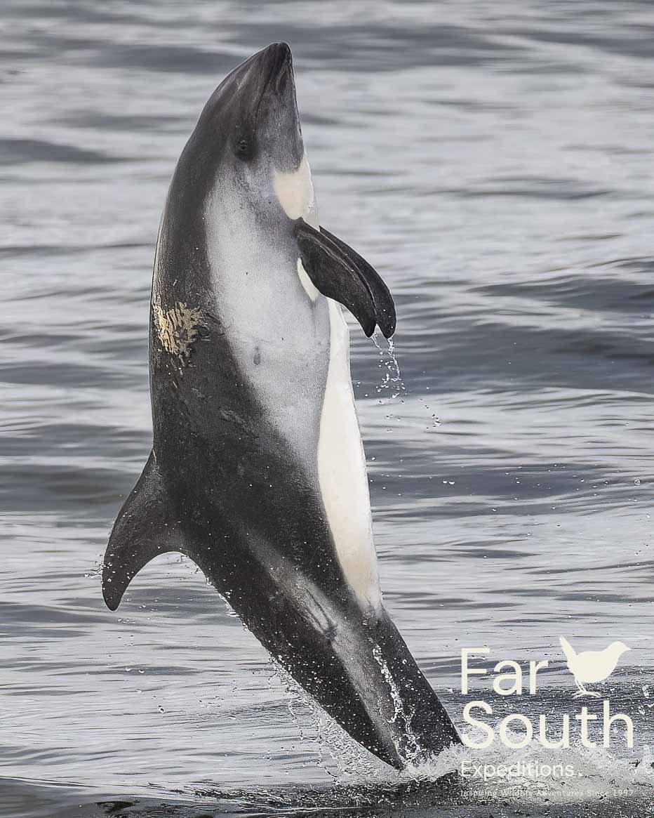 punta arenas nature history tour