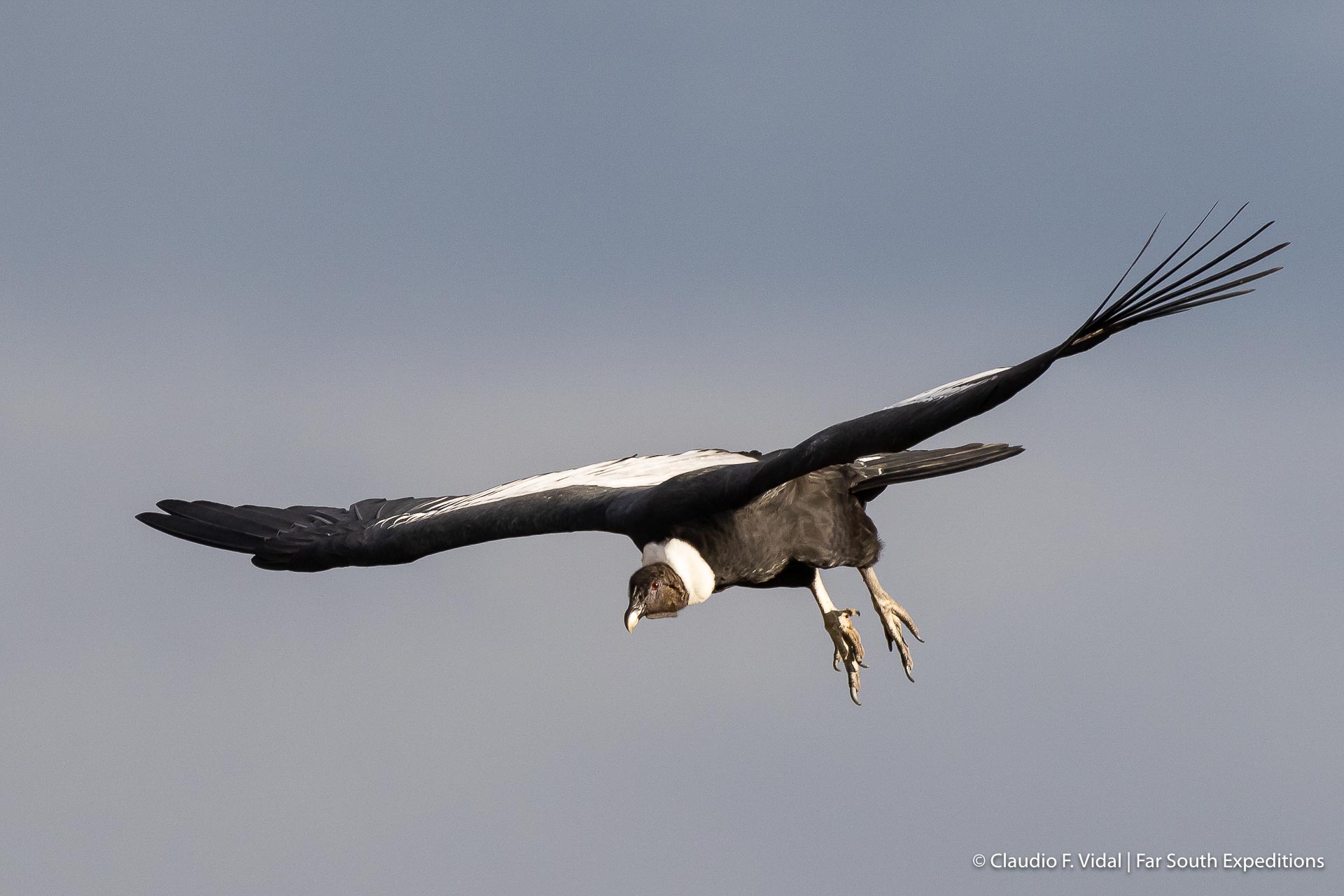 Patagonia condor watching trips