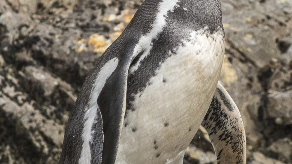 chiloe island nature trip