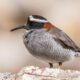 Plovers of Chile: Small Travelers crossing Great Distances
