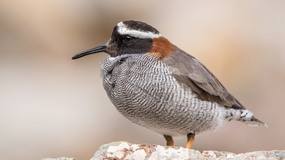 Diademed-Sandpiper-Plover © Jorge-Valenzuela-1024px