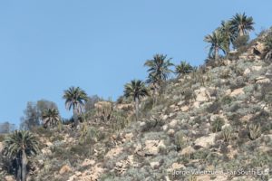 birding central chile