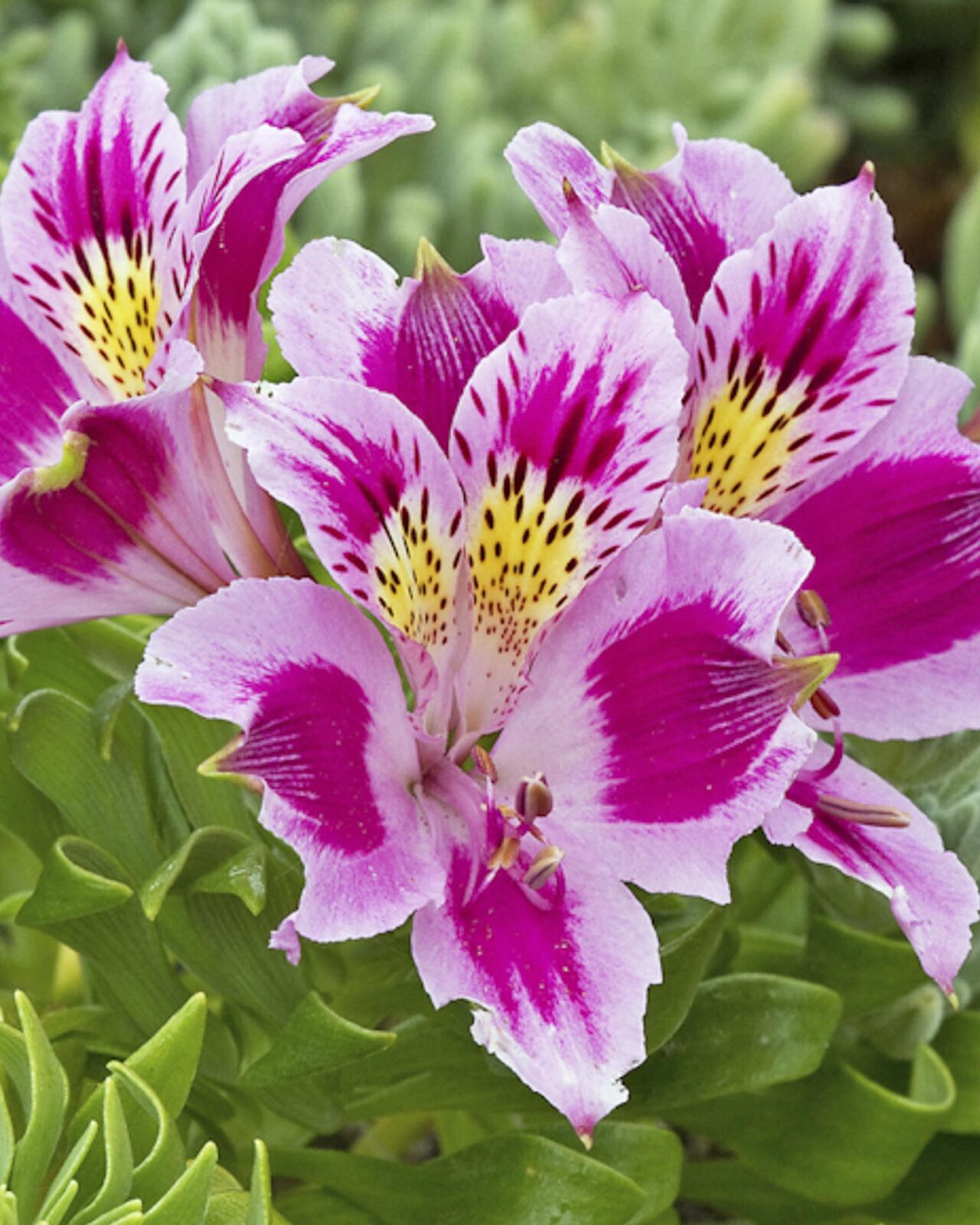 Mediterranean Chile botanical trip