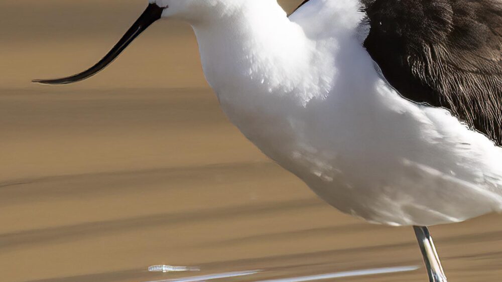 birding northern chile trip