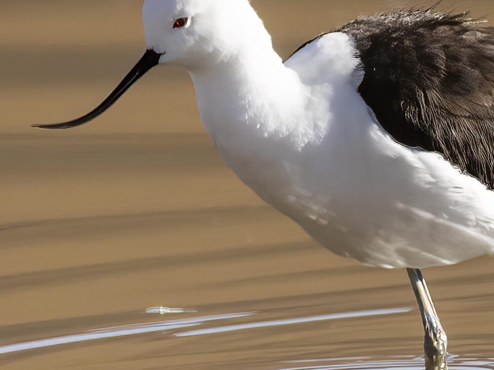 andean-avocet-chile-far-south-expeditions