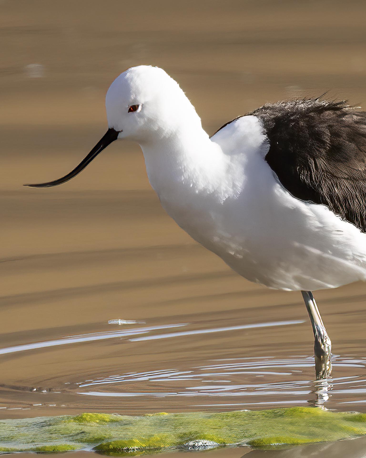 birding northern chile trip