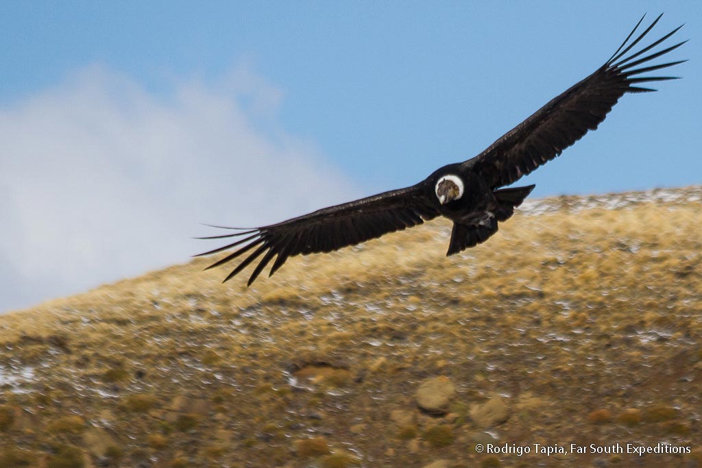 Birding in Chile: Condors of Farellones - Far South Expeditions