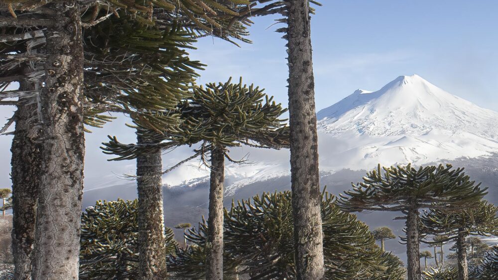 Araucaria forests trip far south expeditions