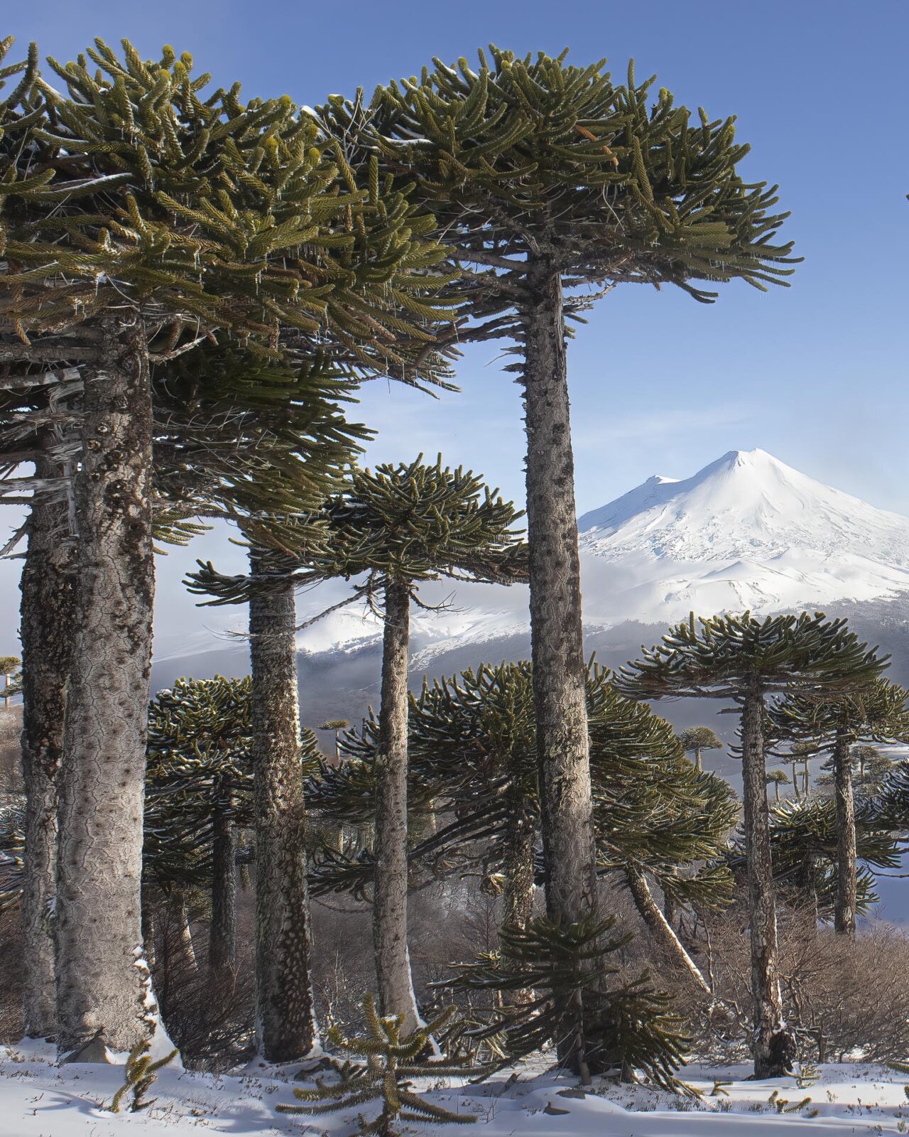 Araucaria forests trip far south expeditions