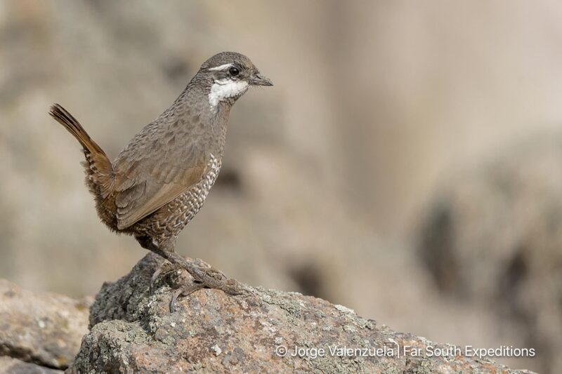 birding Chile central andes
