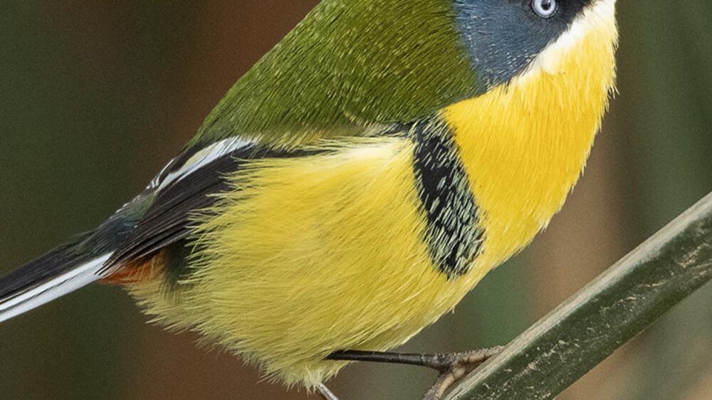 birding Chile coastal marshes