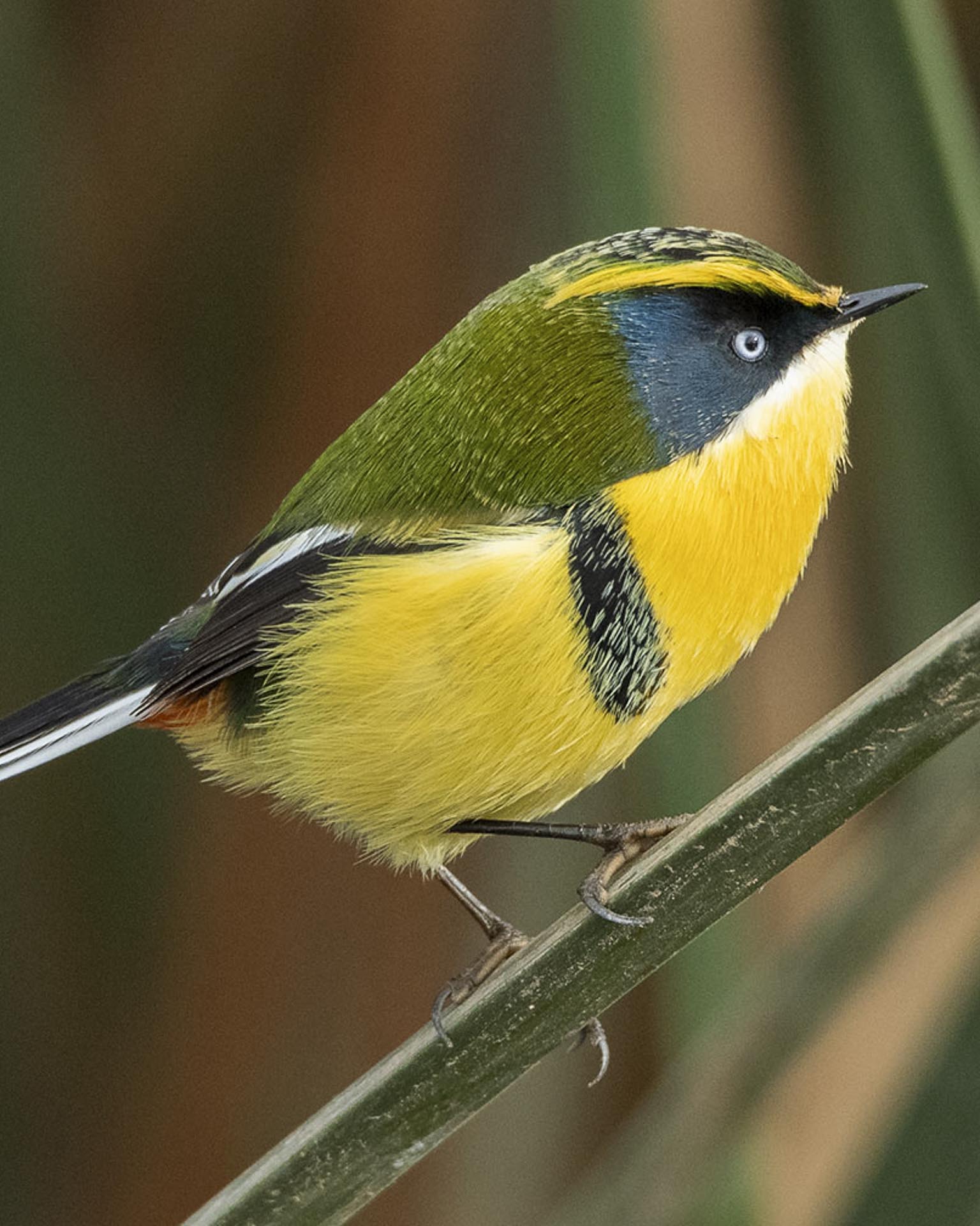 birding Chile coastal marshes