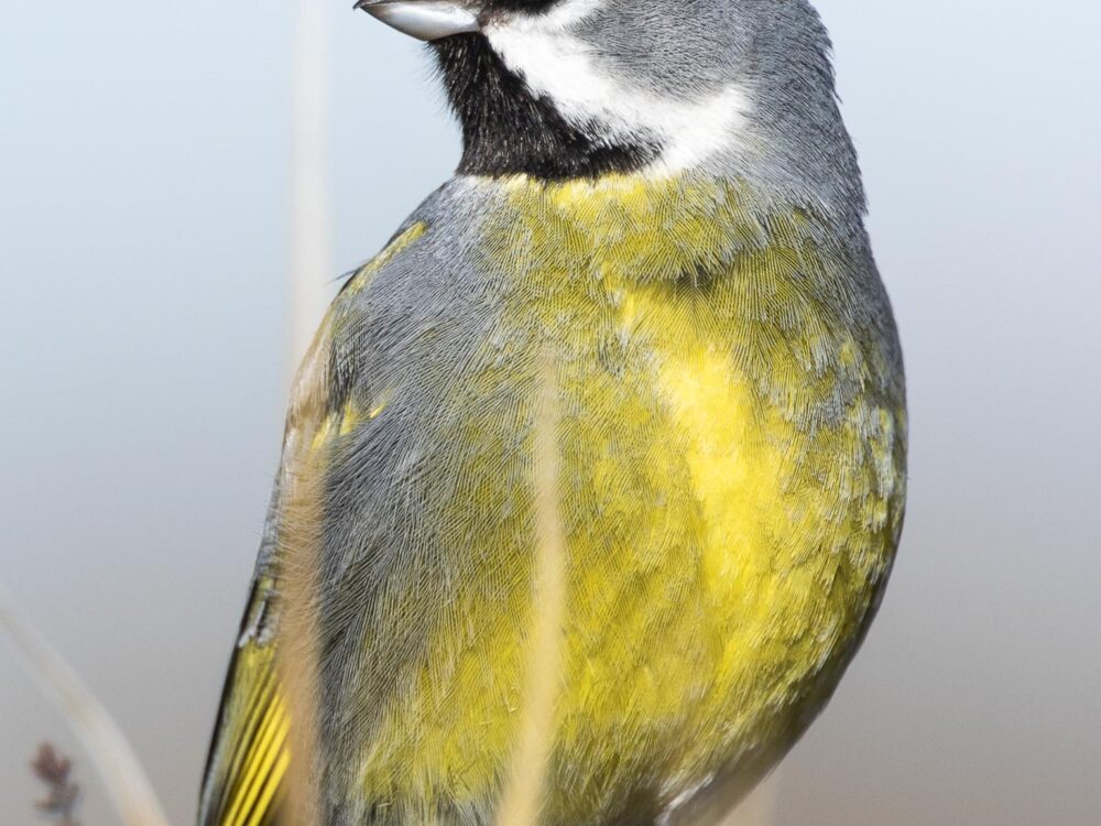 White-bridled Finch