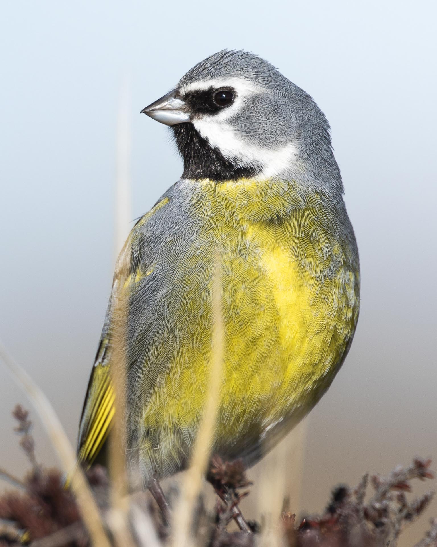 birding patagonian steppes