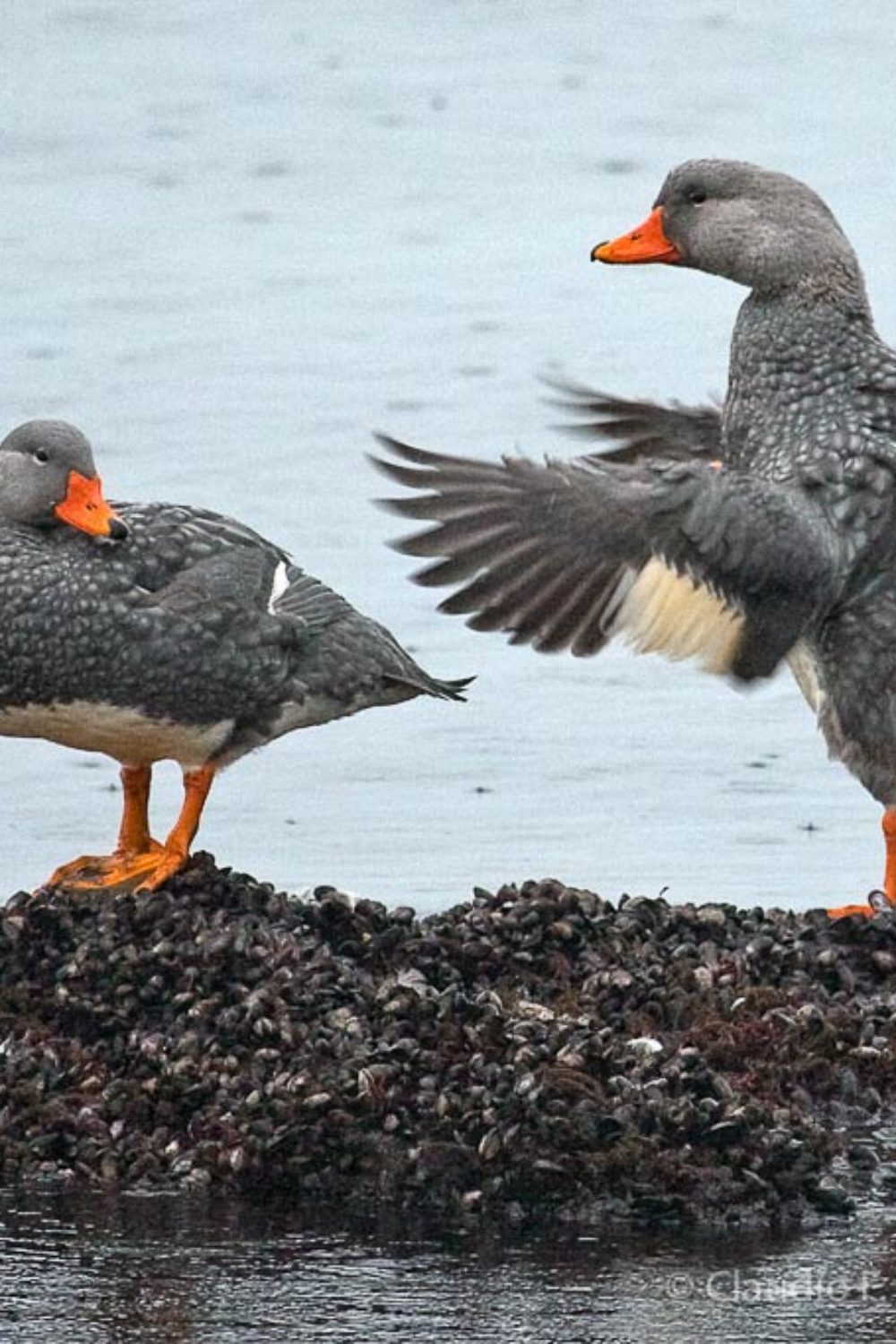birding-tierra-del-fuego-presentation-1_