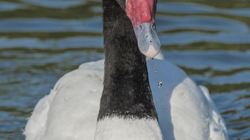 puerto montt nature trip