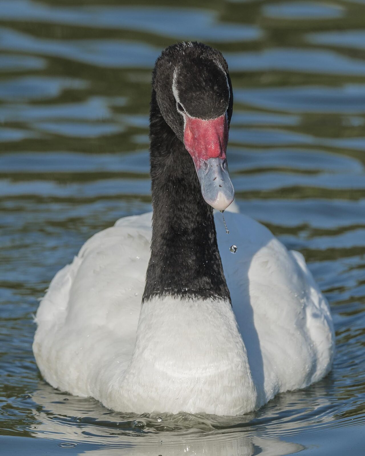 puerto montt nature trip