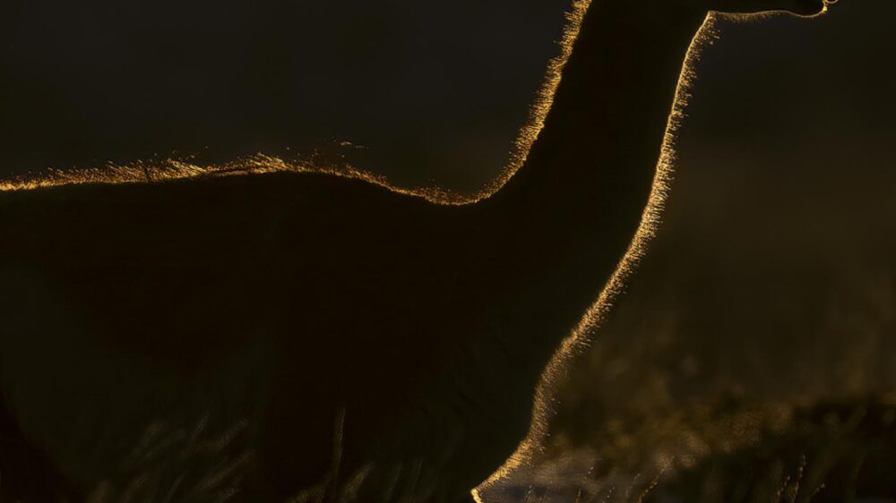 chile best wildlife trip