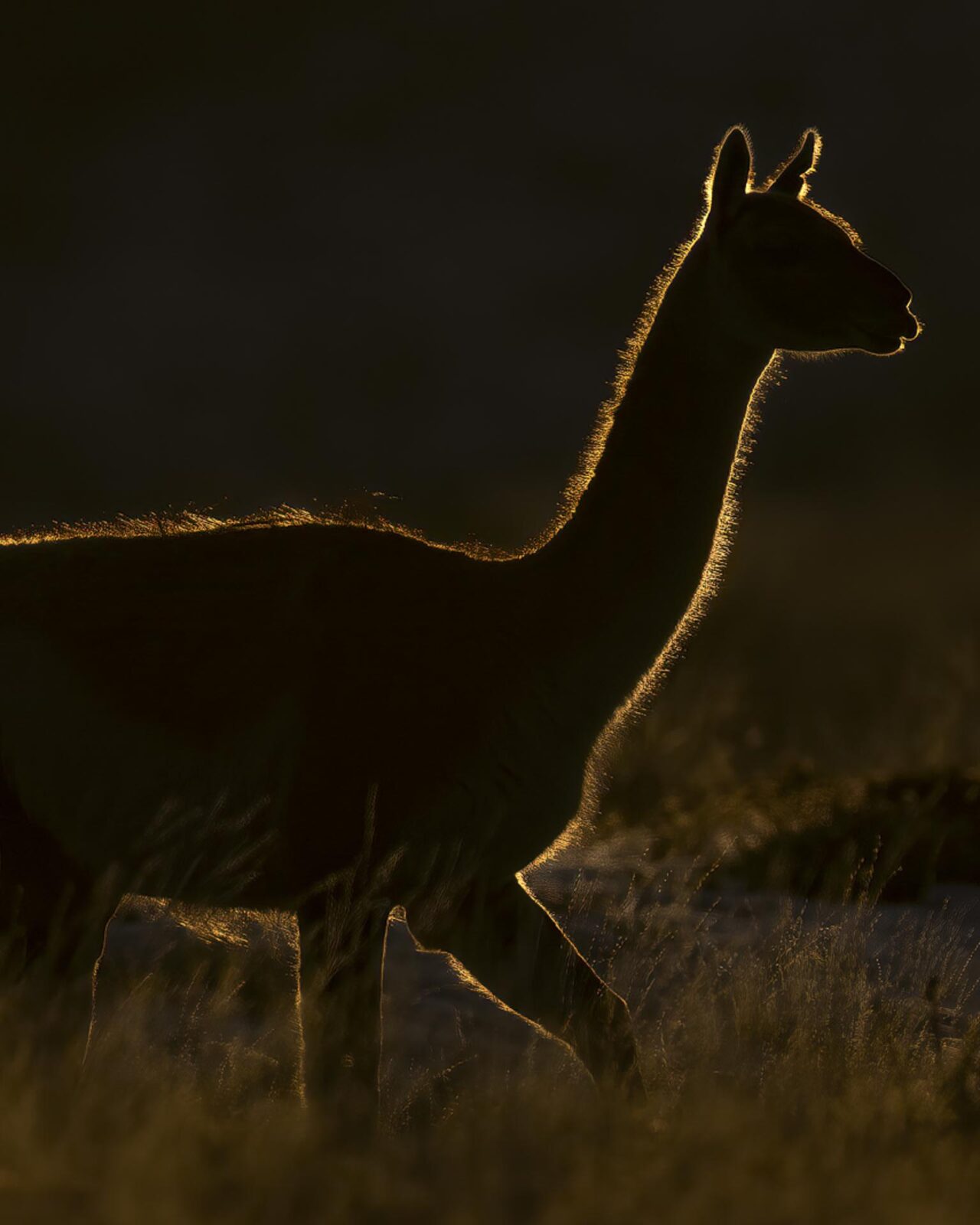 chile best wildlife trip