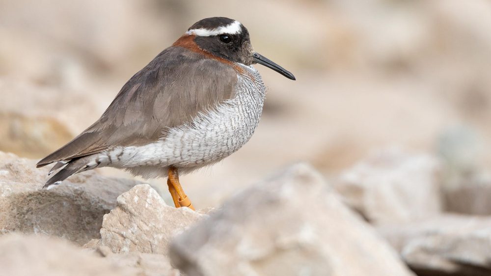 birding northern chile tour