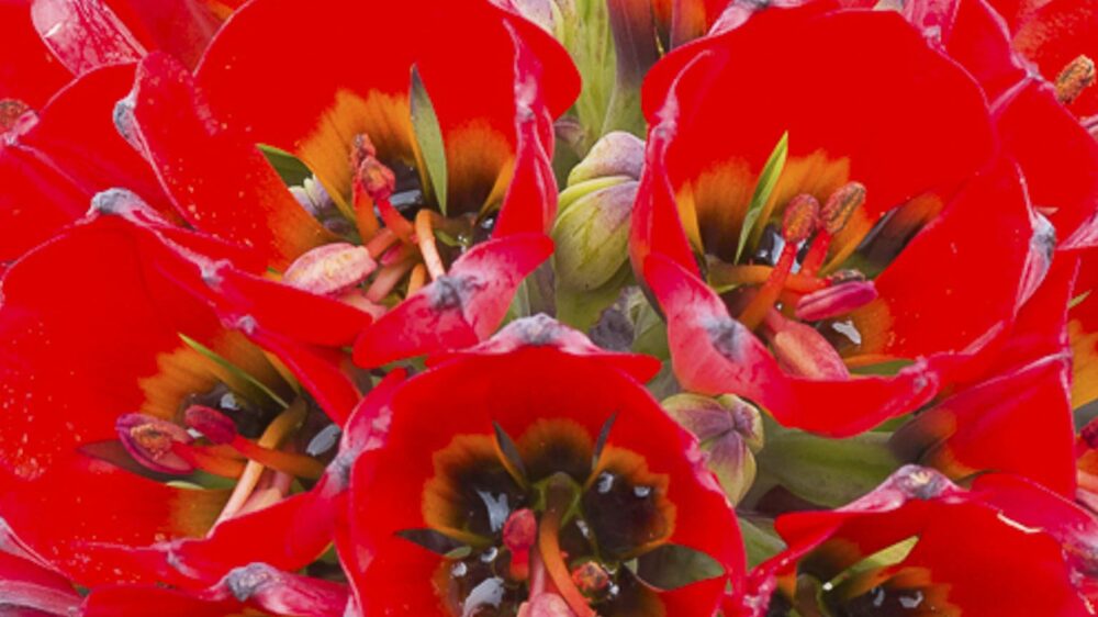 coastal atacama desert far south expeditions