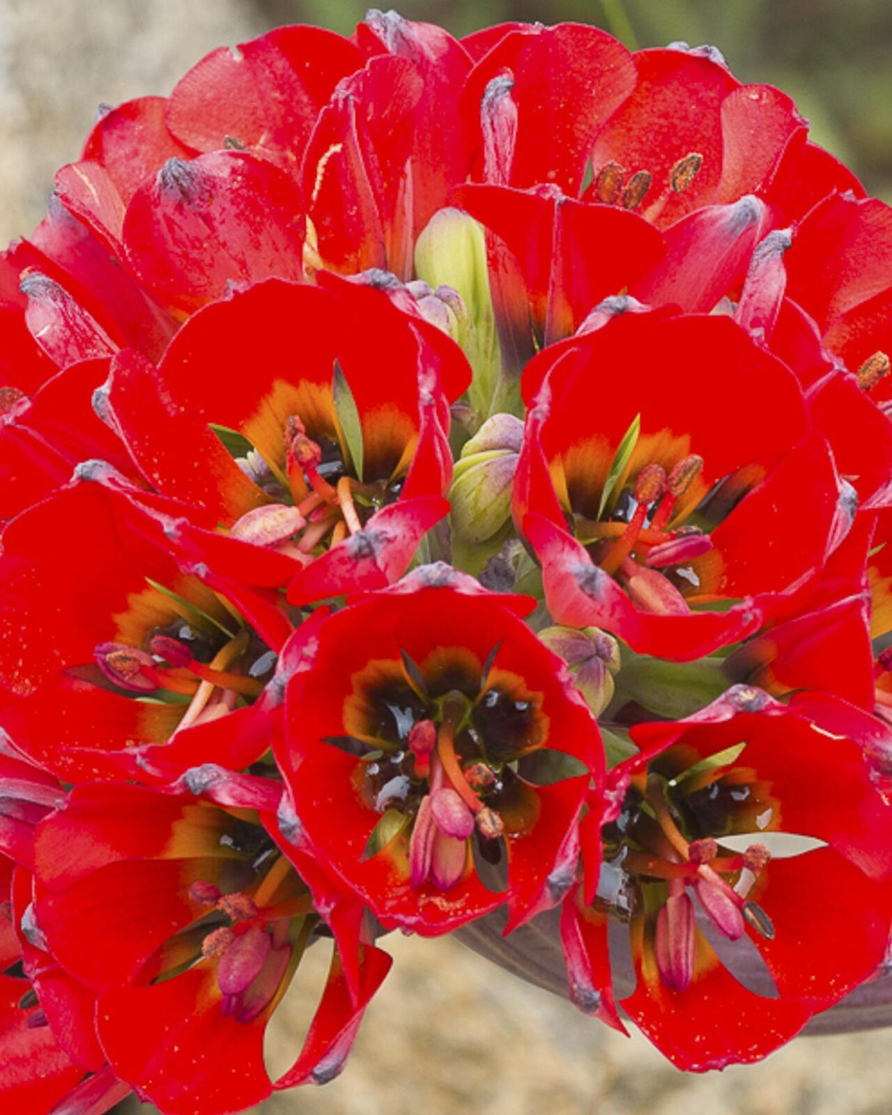 coastal atacama desert far south expeditions