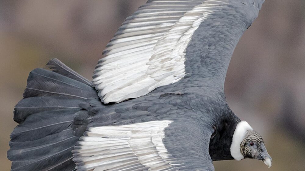 condors of farellones