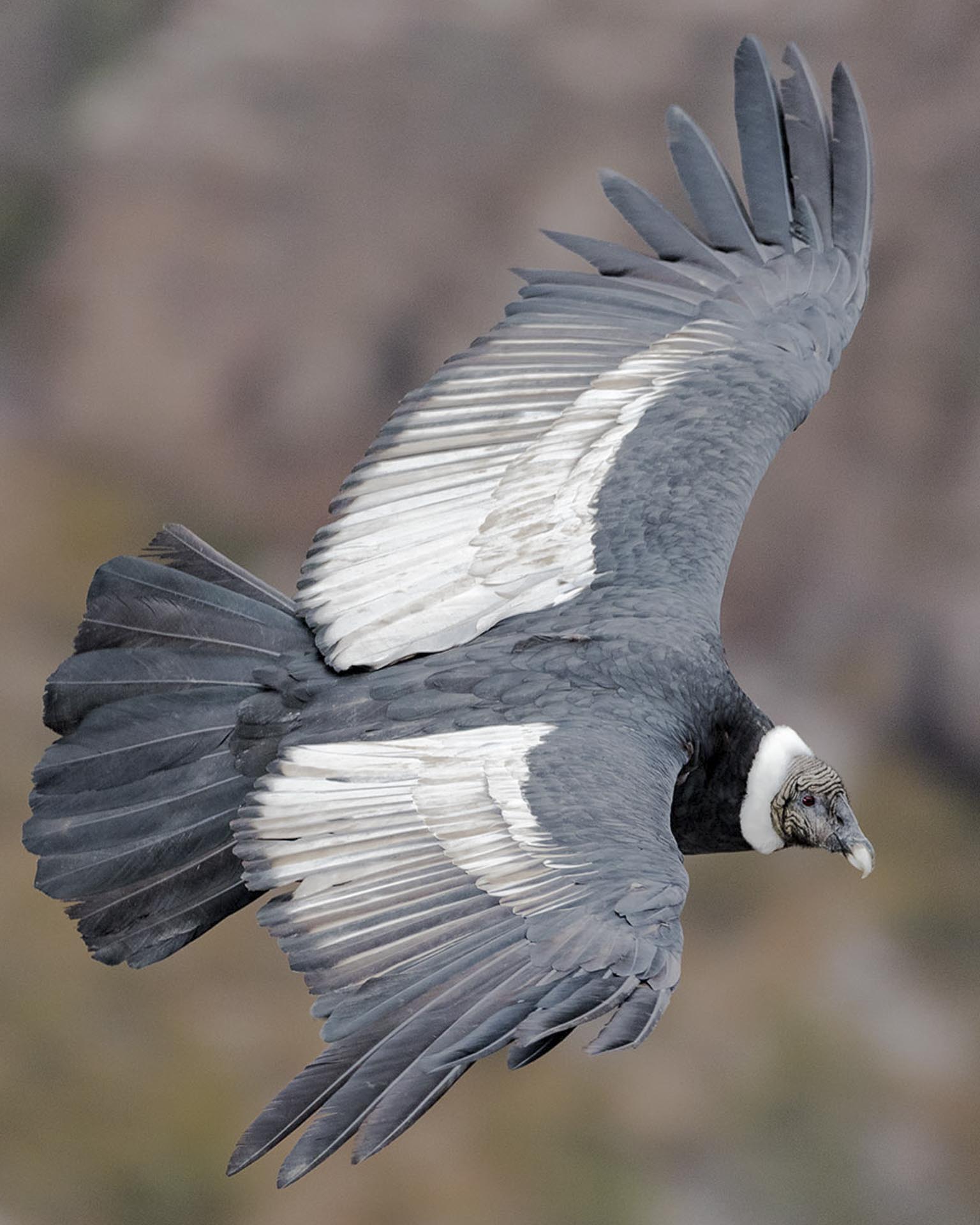 condors of farellones