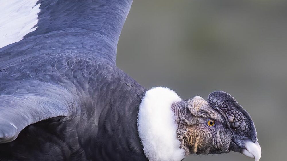 condors of patagonia