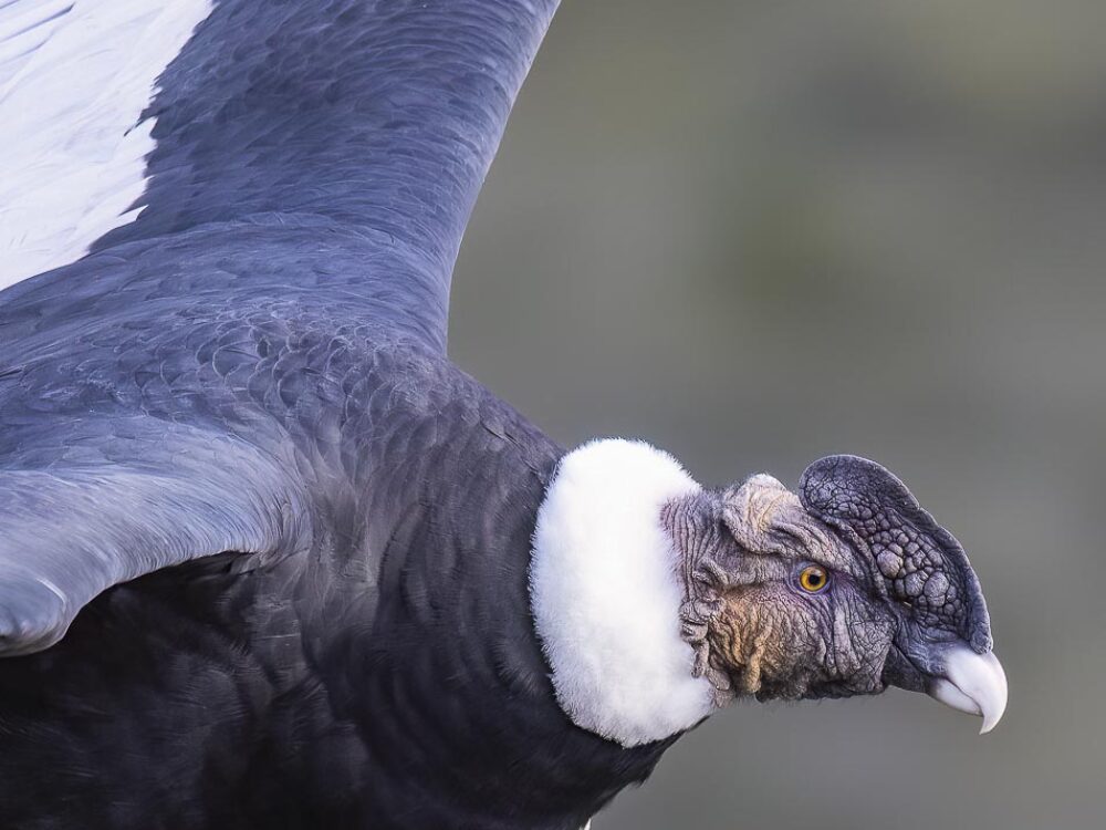 condors-of-patagonia-CVO_2407