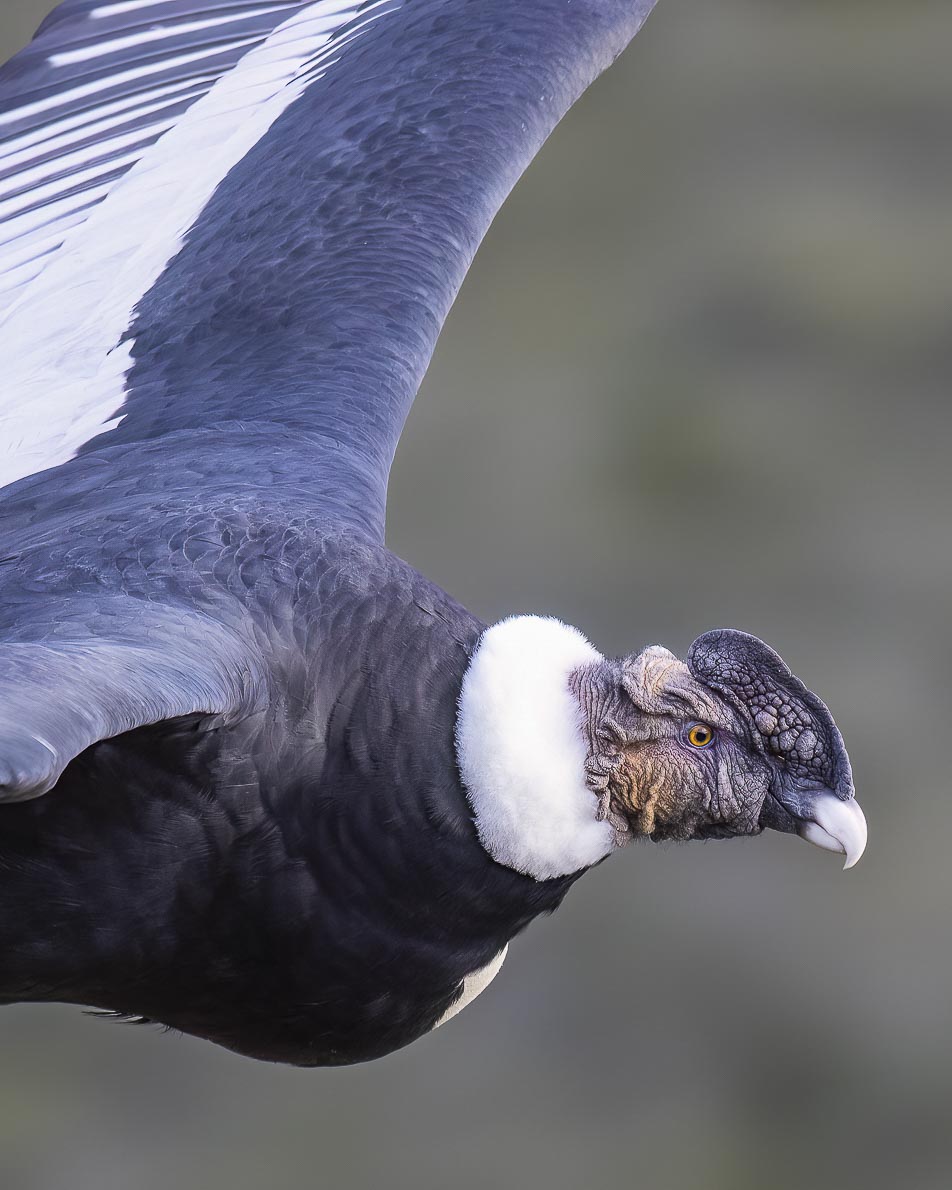 condors of patagonia