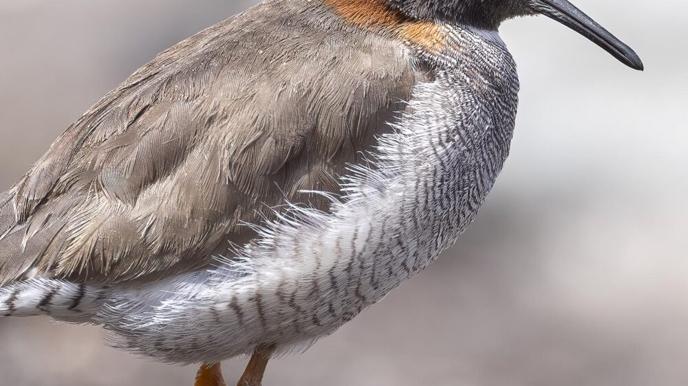 birding chile central andes