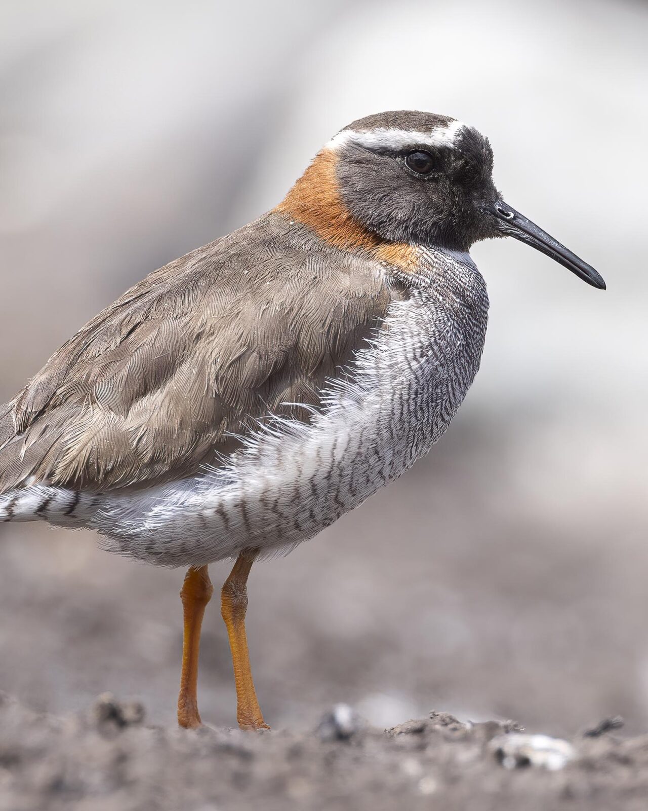 birding chile central andes