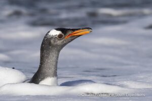 falkland islands wildlife explorer