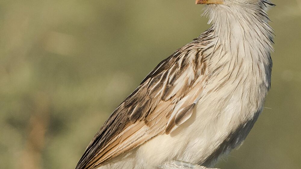 birds and wines Chile argentina trip far south expeditions