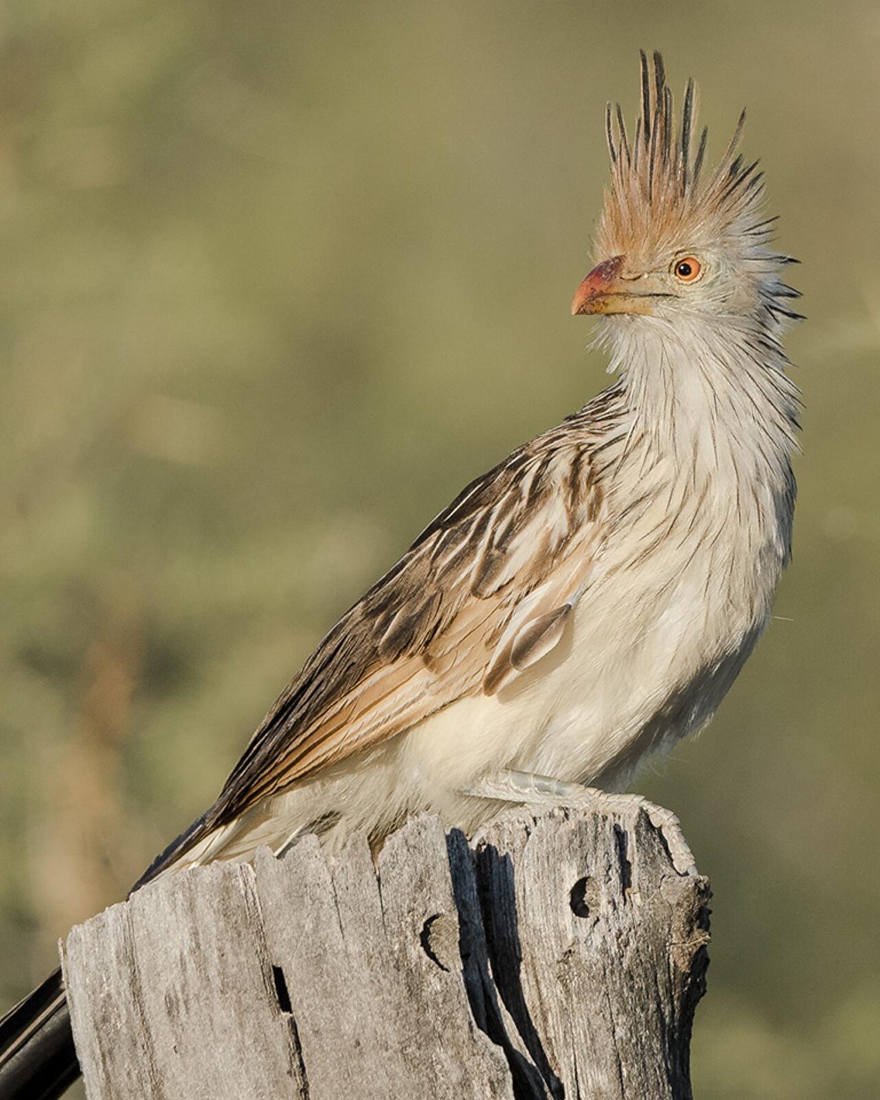 birds and wines Chile argentina trip far south expeditions