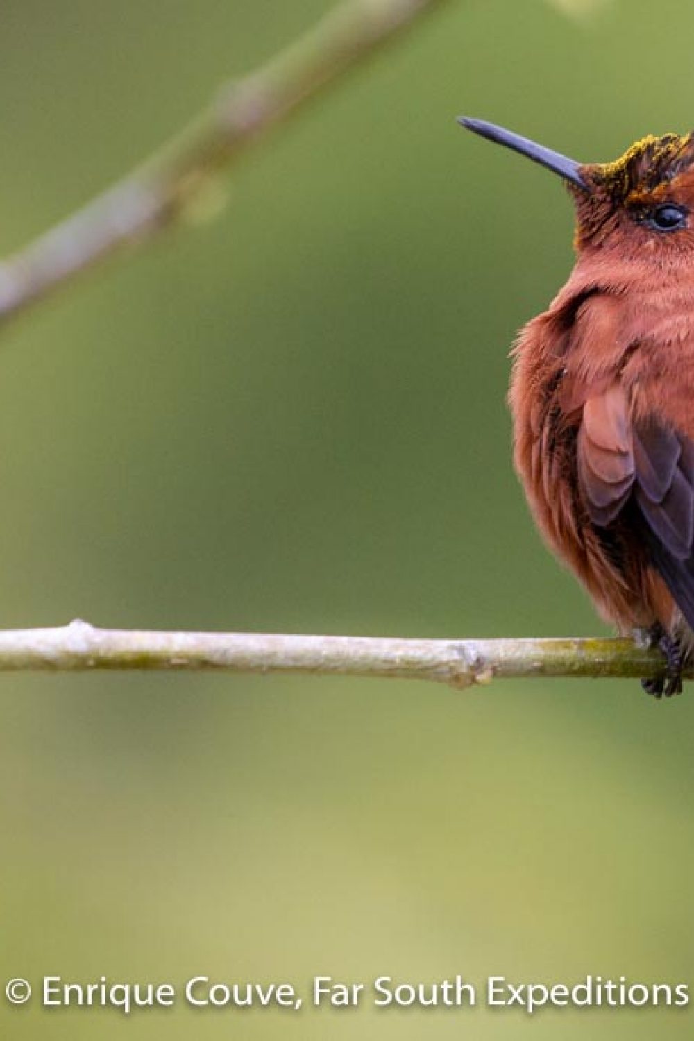 juan-fernandez-firecrown-9430-2