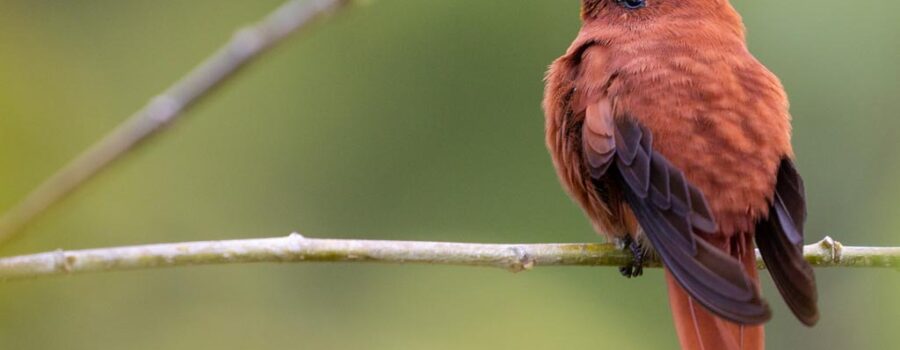 Juan Fernandez Firecrown
