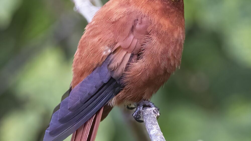 juan fernandez firecrown enrique couve