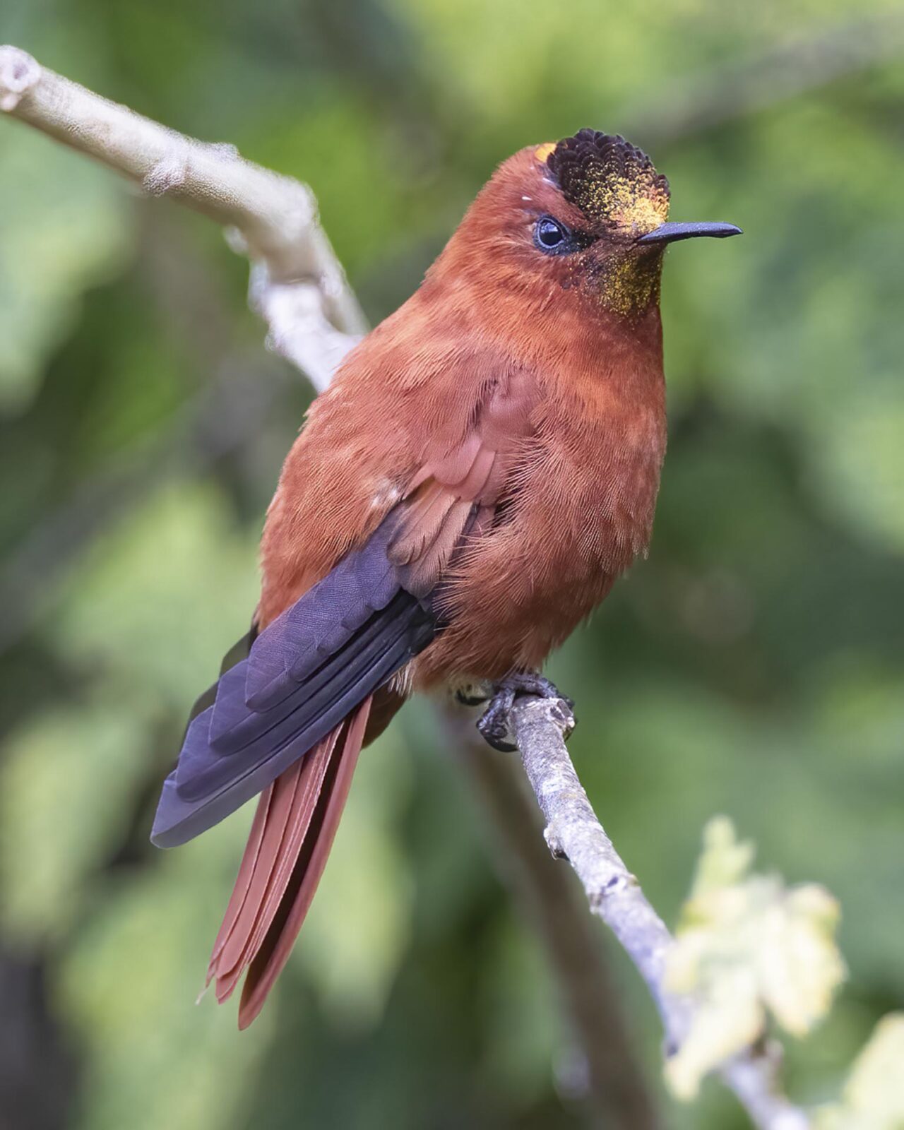 juan fernandez firecrown enrique couve