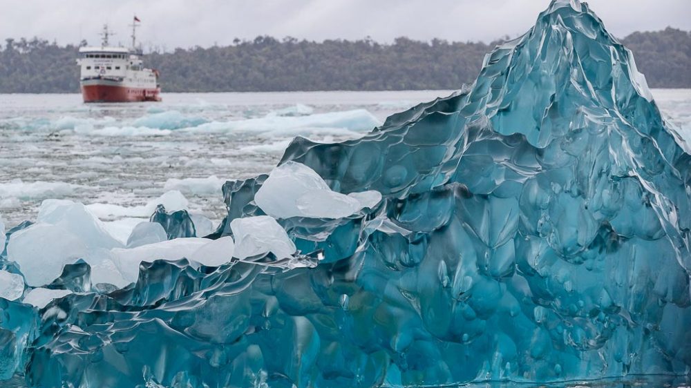 wildlife adventure cruising patagonia